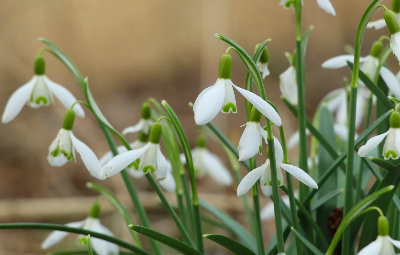 Photo wallpaper white, flower, spring, Snowdrops, blooming