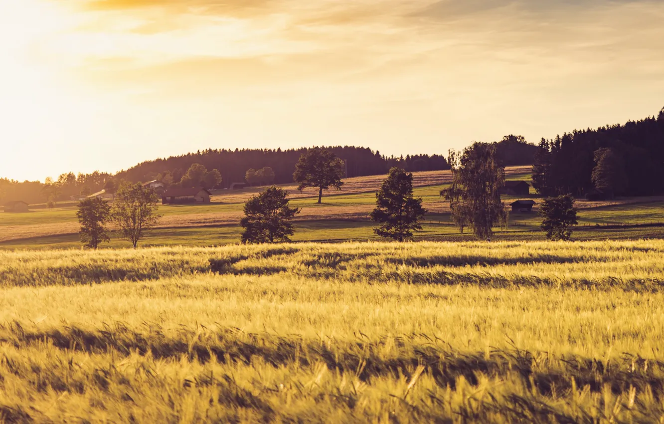 Photo wallpaper sun, bavaria, Golden Wheat Field, wheat, light