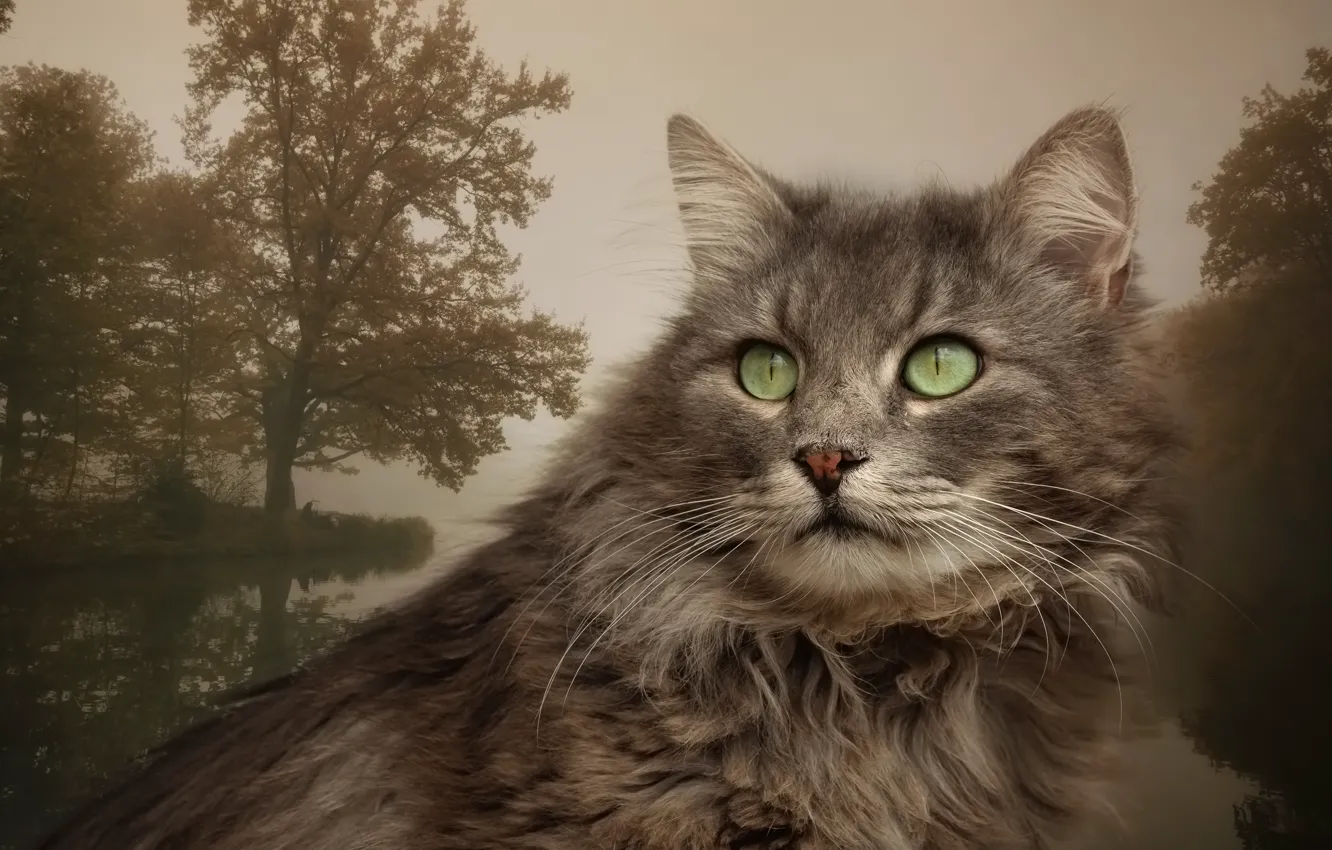 Photo wallpaper cat, cat, look, landscape, background, portrait, grey