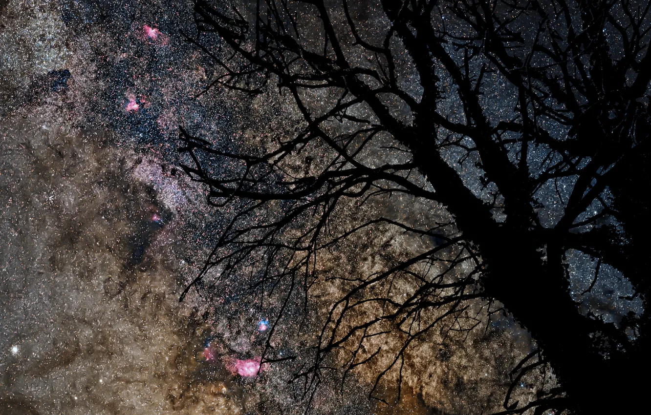 Photo wallpaper space, stars, tree, the milky way
