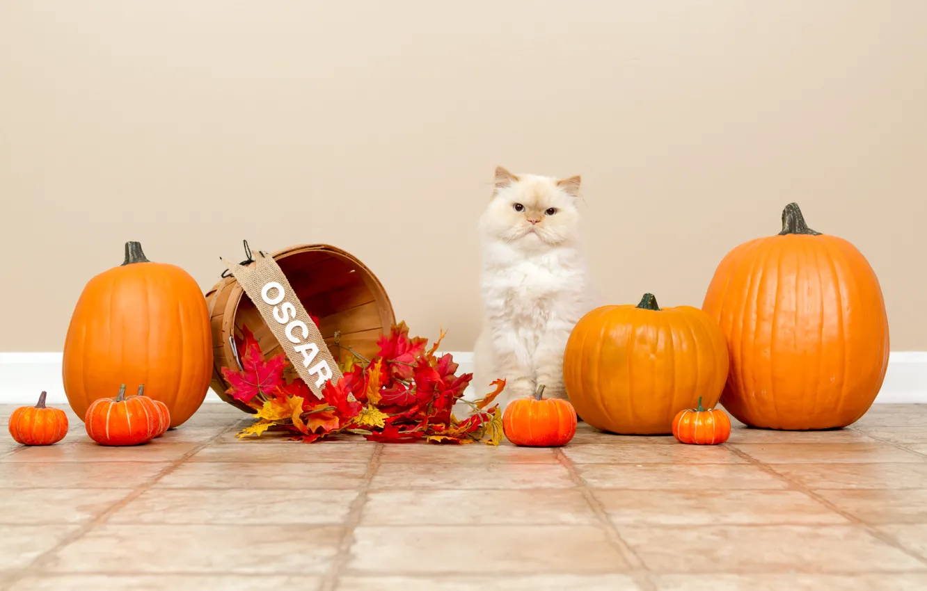 Photo wallpaper autumn, cat, white, cat, holiday, tile, pumpkin, floor