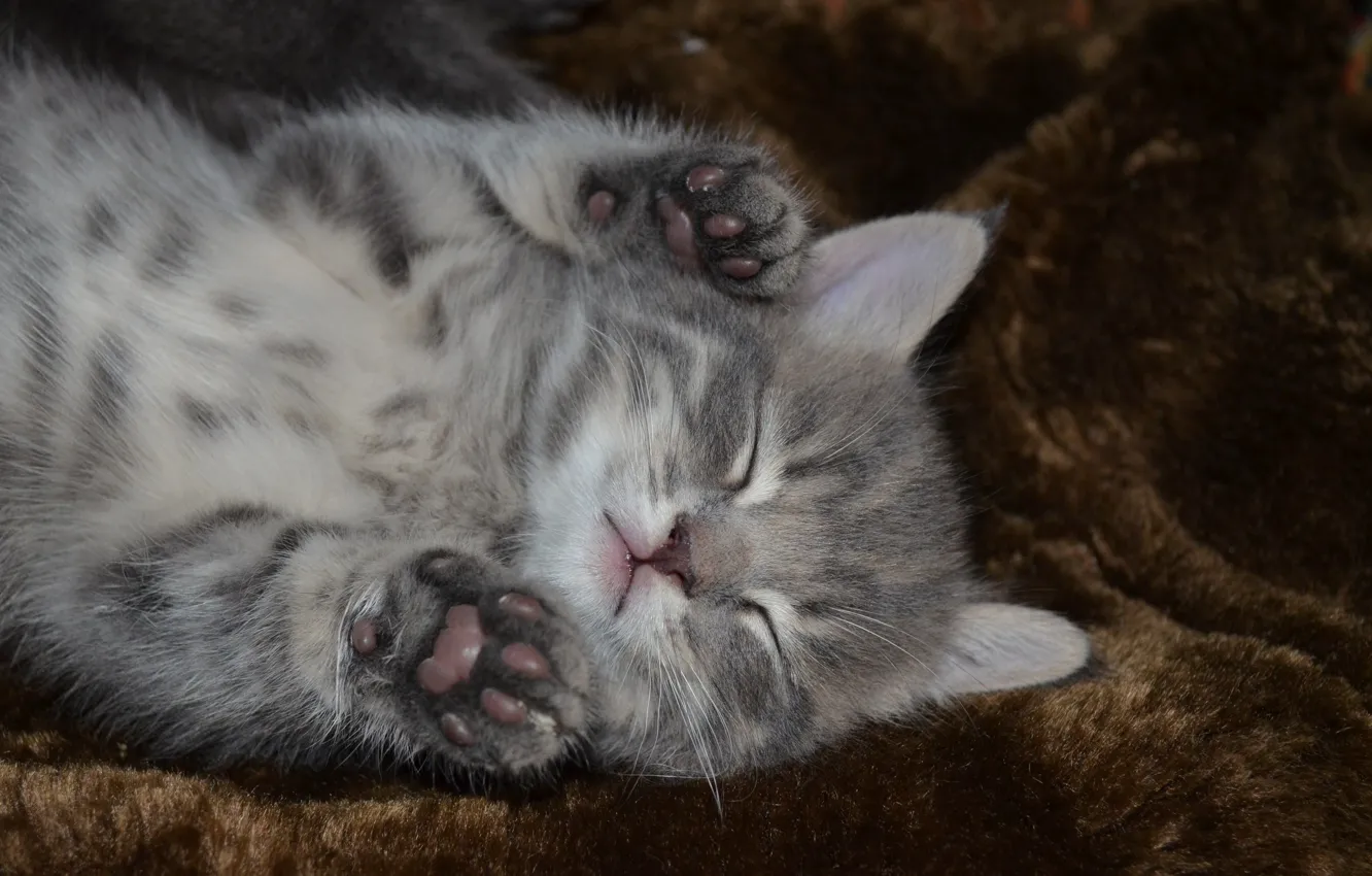 Photo wallpaper cat, sleep, baby, kitty