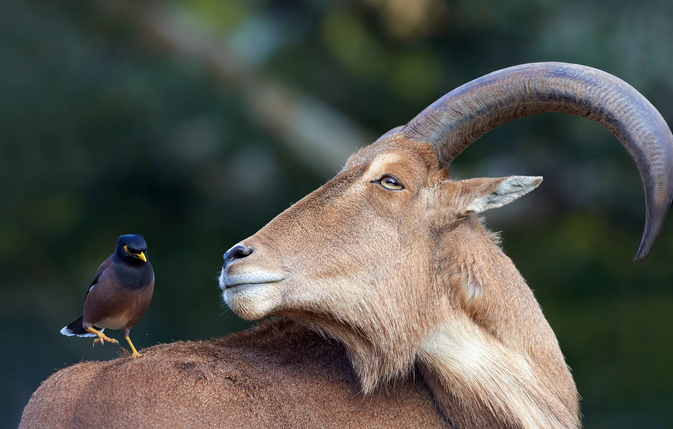 Photo wallpaper goat, portrait, face, a couple, goat, bird, horns, mountain