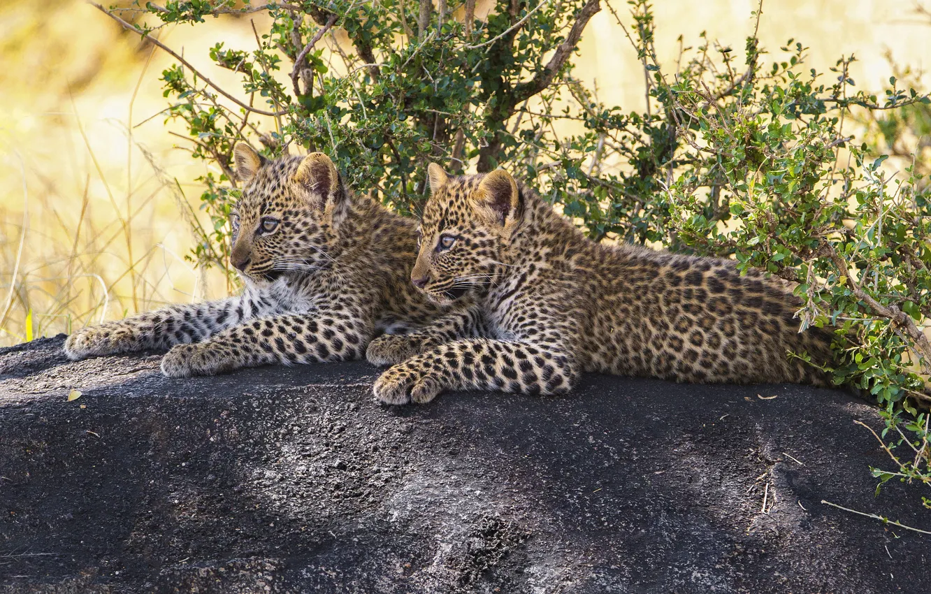 Photo wallpaper look, face, leopard, lies, cub, a couple, the bushes, two leopard