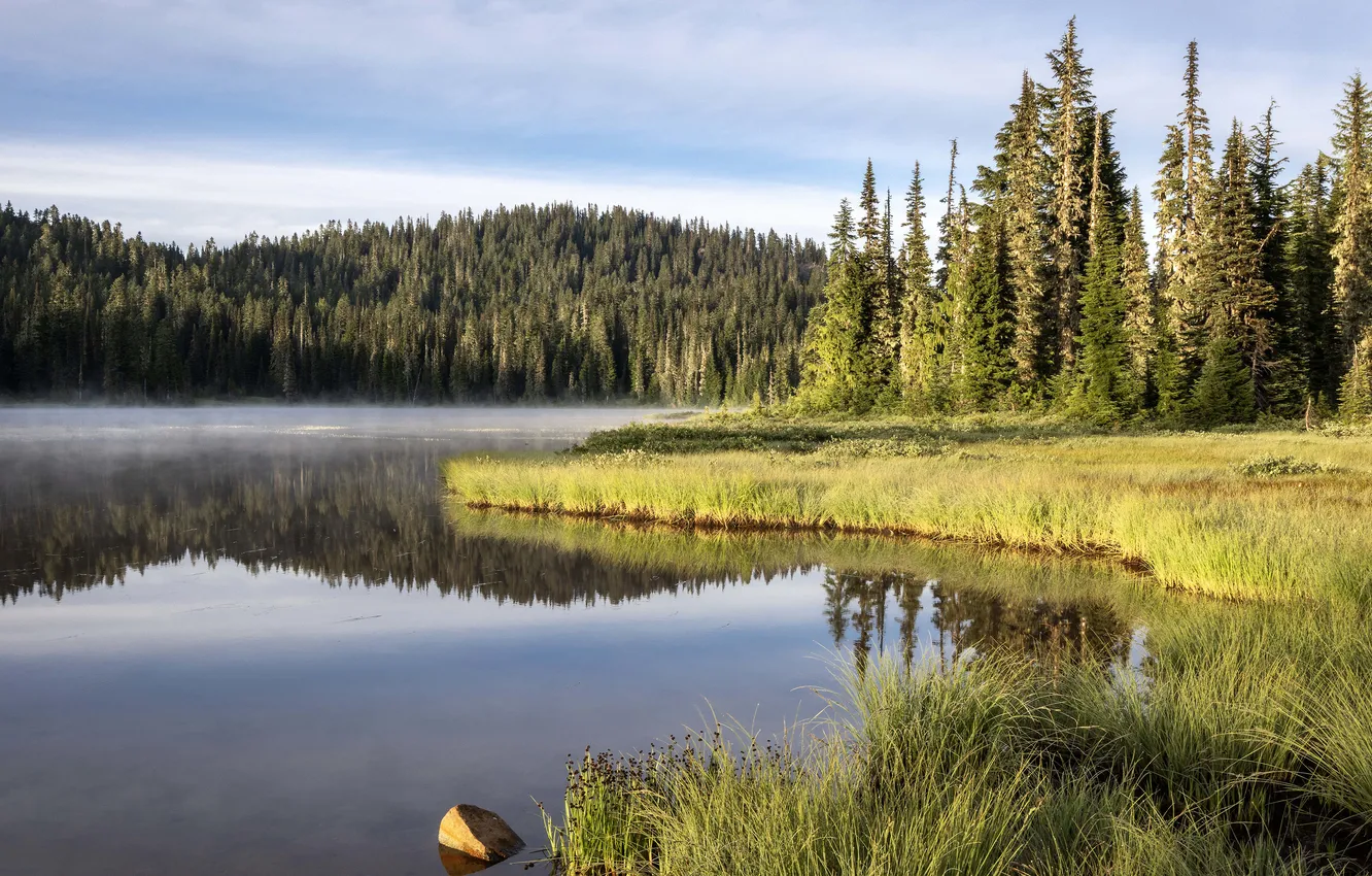 Photo wallpaper forest, summer, the sky, grass, light, fog, lake, reflection