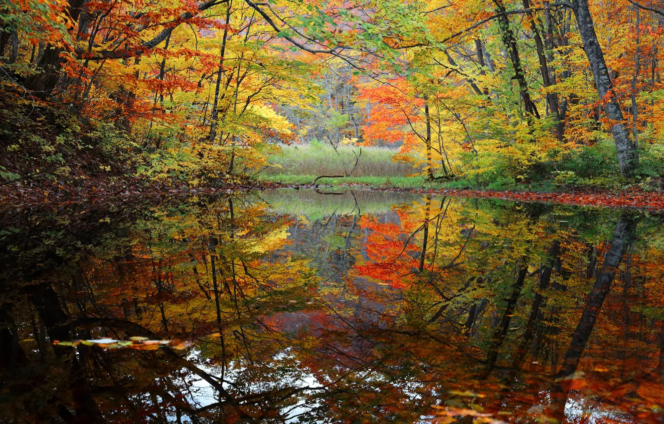Photo wallpaper autumn, forest, trees, lake, pond