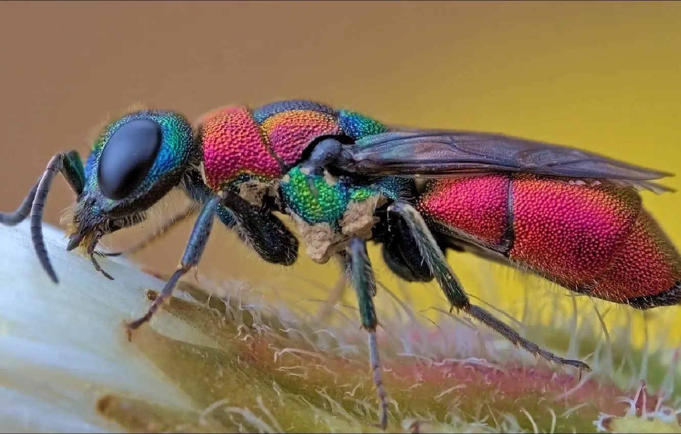 Photo wallpaper macro, fly, insect, macro, fly, insect