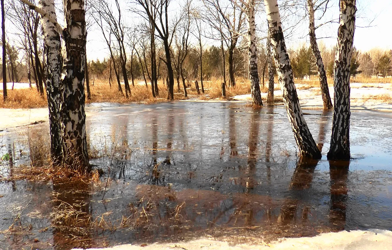 Photo wallpaper ice, spring, birch, March