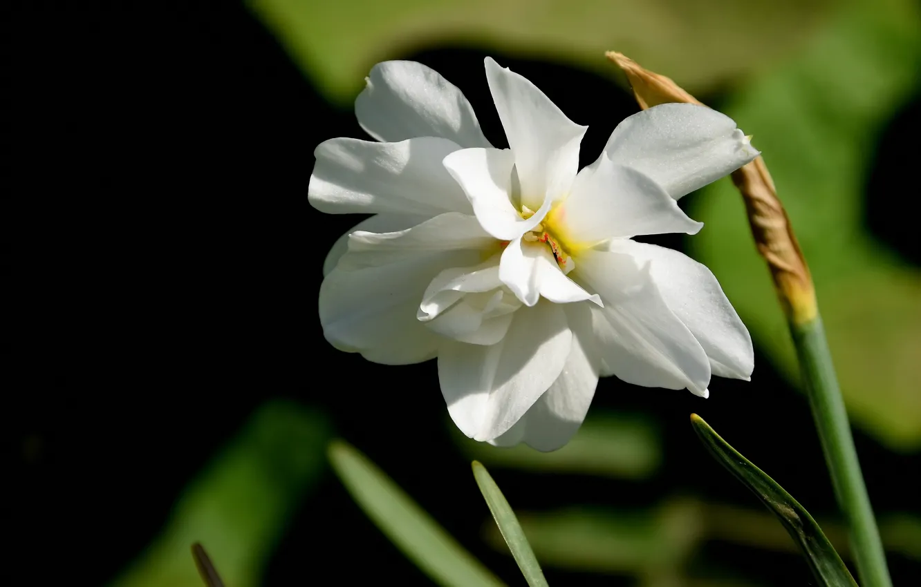 Photo wallpaper flowers, nature, spring, daffodils