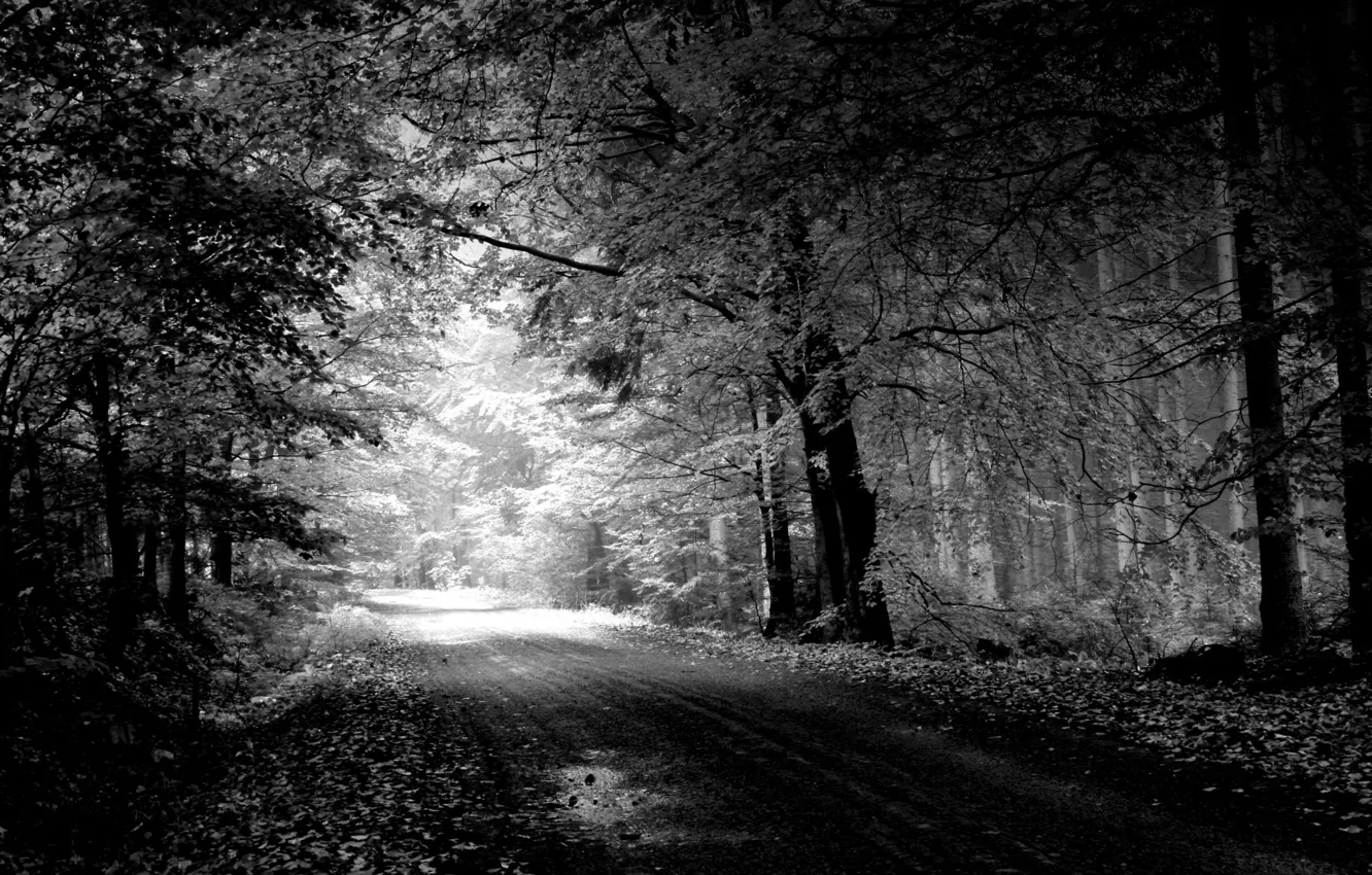 Photo wallpaper road, trees, nature, black and white, Landscape