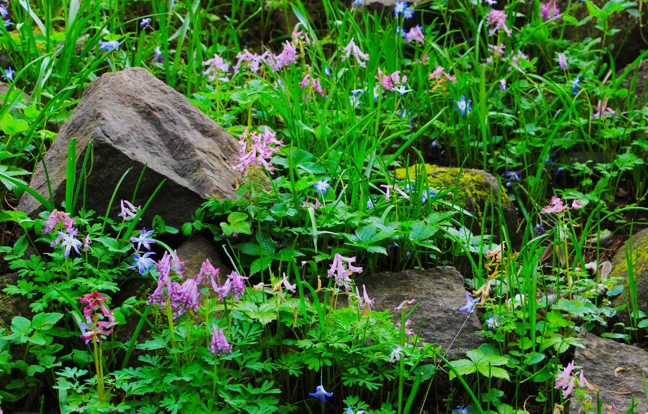 Photo wallpaper flower, stones, plant, moss