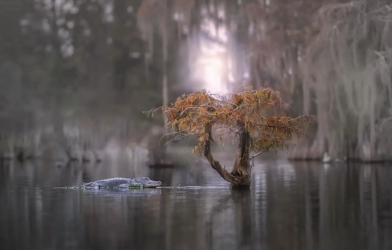 Photo wallpaper trees, river, crocodile