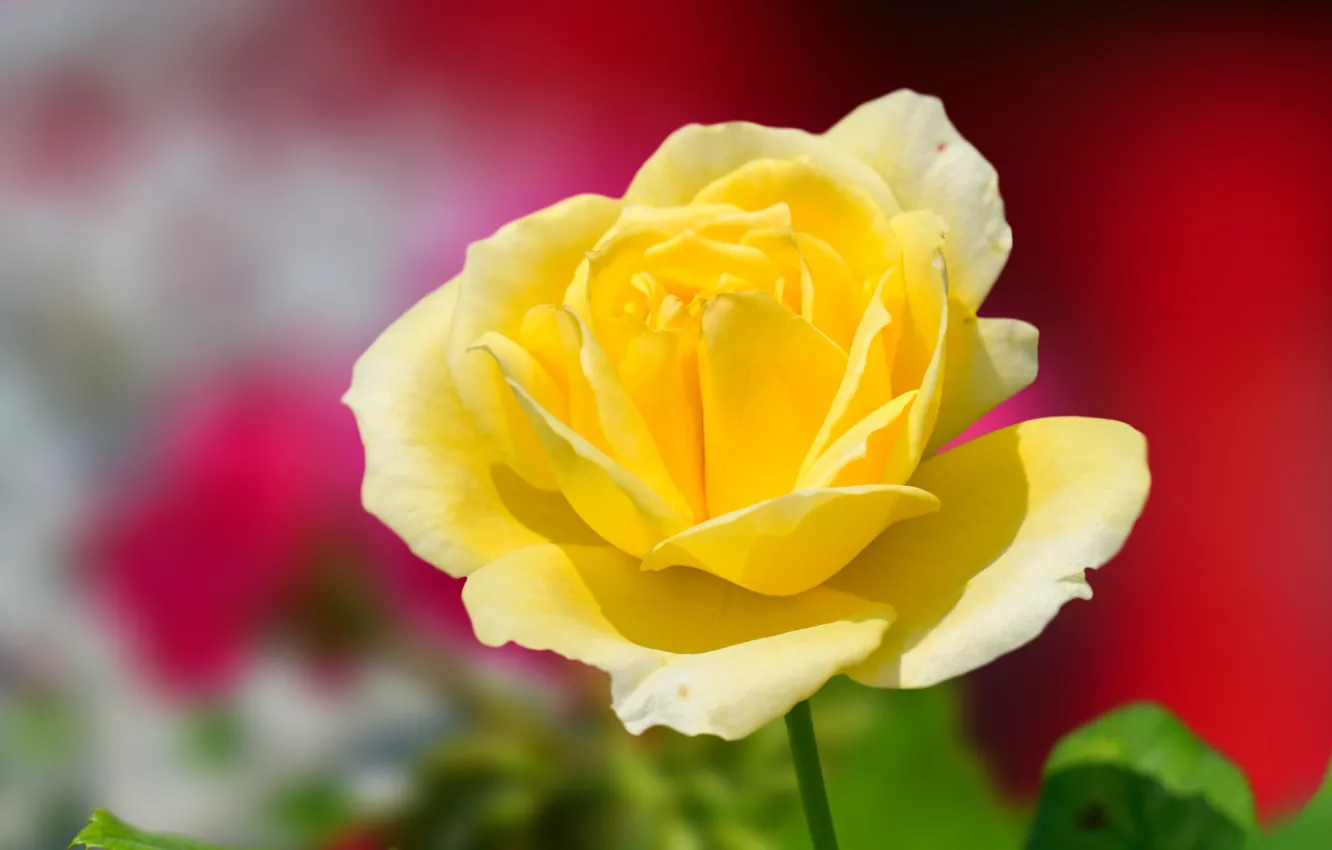 Photo wallpaper macro, flowers, yellow, roses