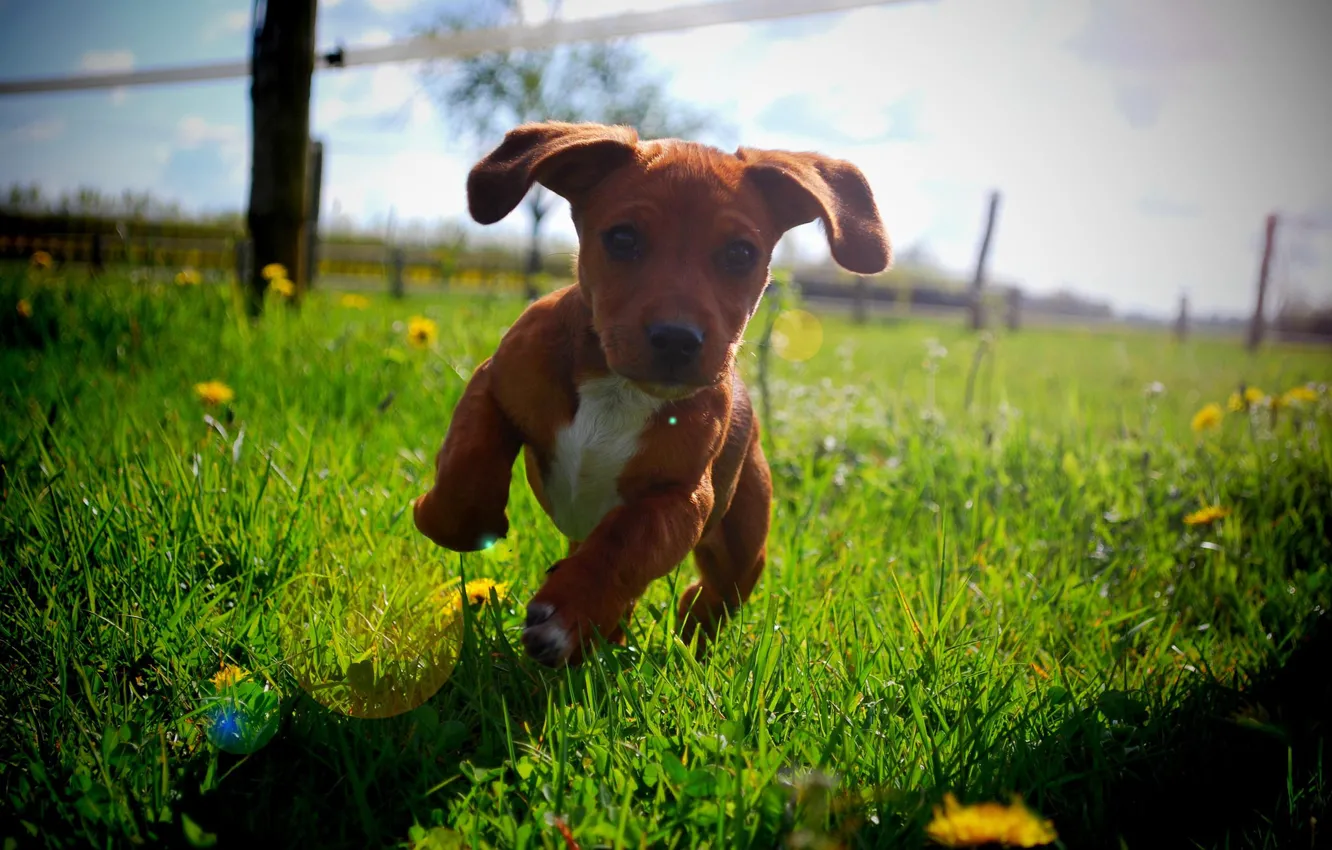 Photo wallpaper summer, the sun, running, puppy