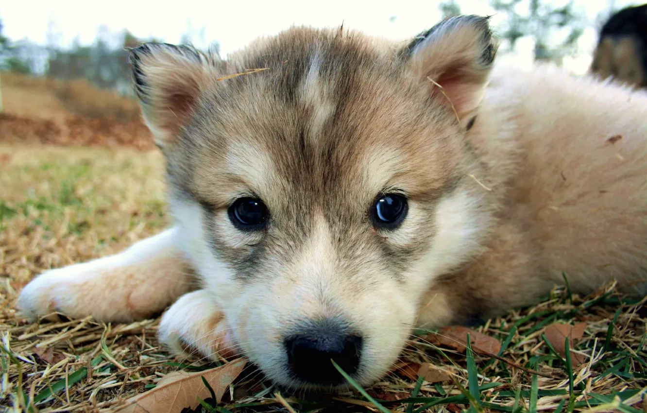 Photo wallpaper dog, nose, puppy