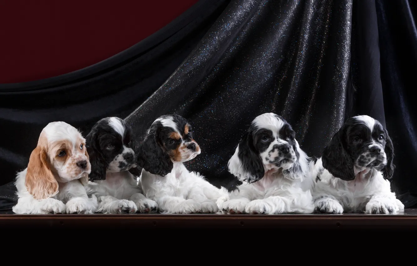 Photo wallpaper puppies, Spaniel, quintet