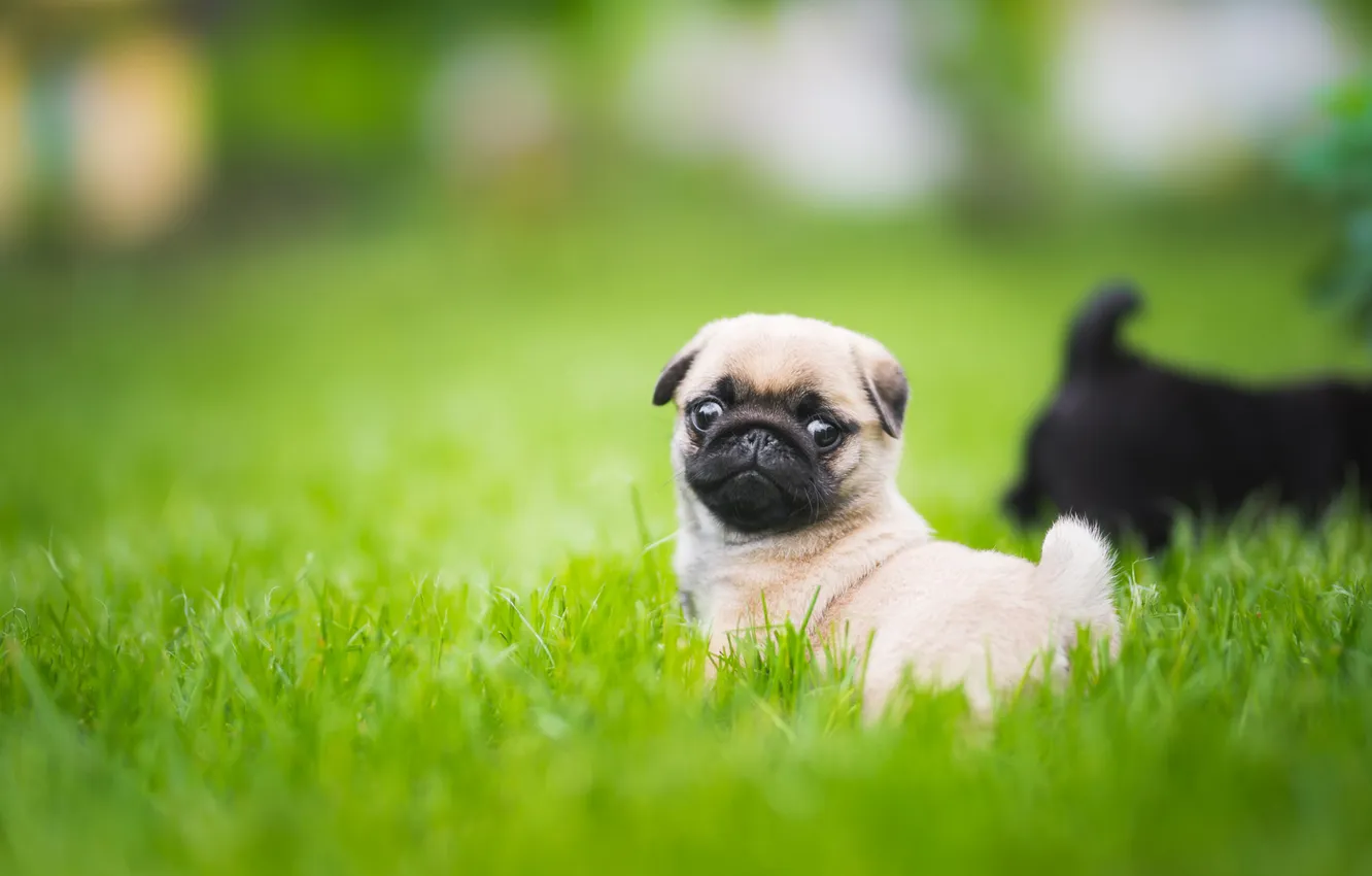 Photo wallpaper grass, look, nature, pose, glade, dog, pug, puppy