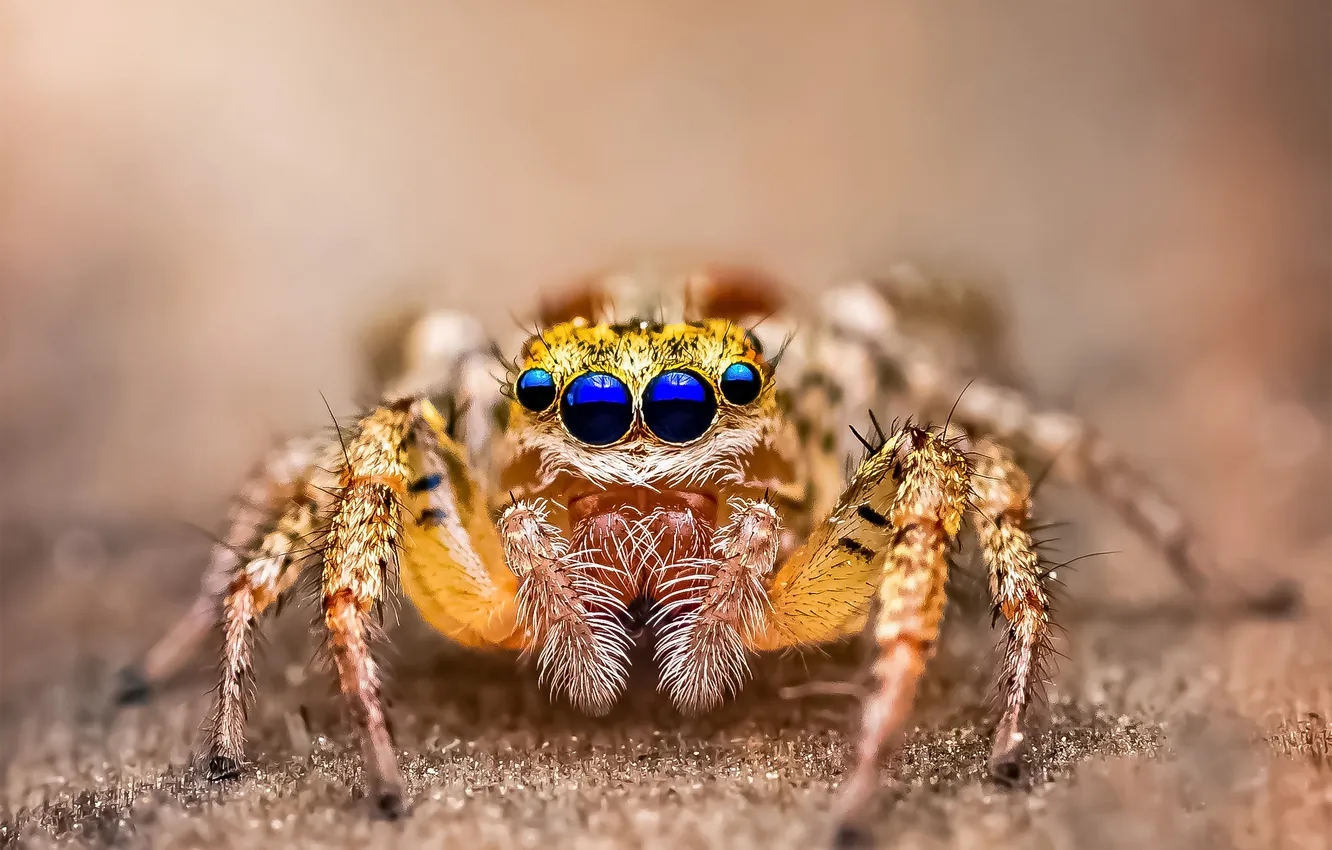 Photo wallpaper legs, eyes, Spider