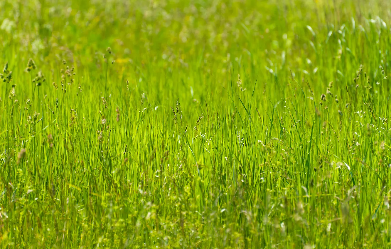 Photo wallpaper greens, summer, grass, meadow, the sun