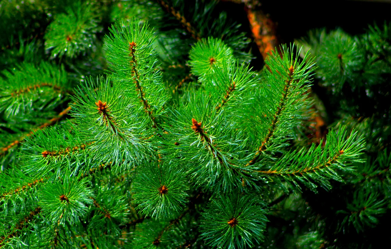 Photo wallpaper green, pine, twig