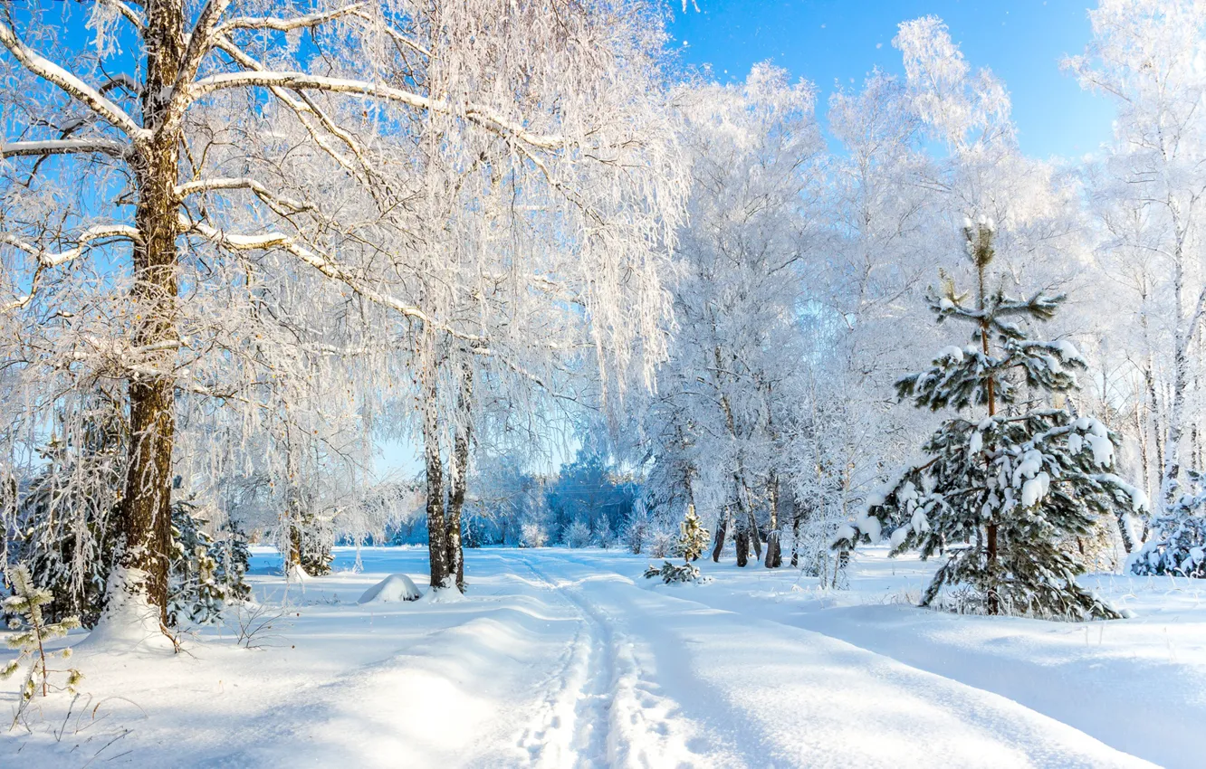 Photo wallpaper winter, snow, trees, Russia, The usmansky Bor, Voronezh oblast