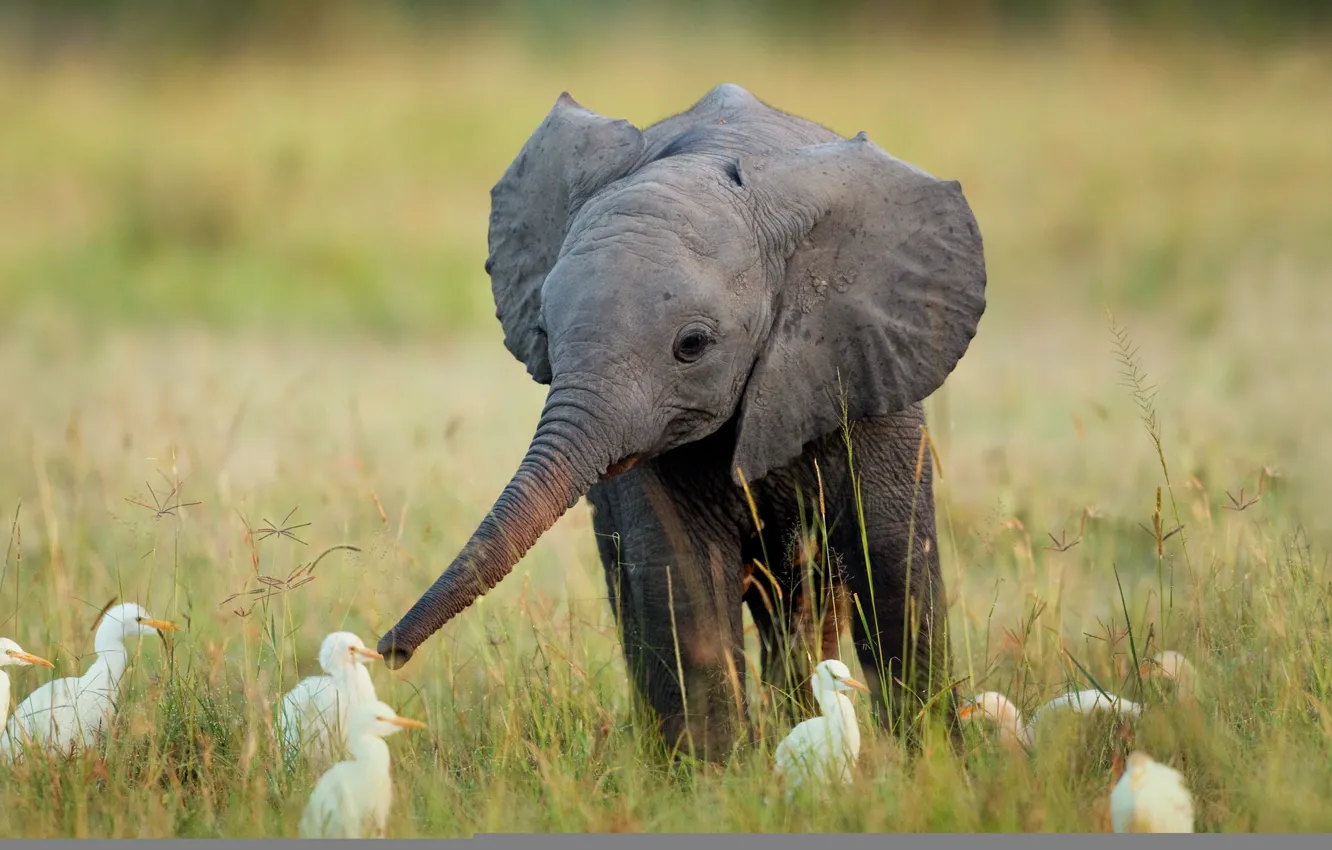 Photo wallpaper grass, birds, elephant, Africa, elephant