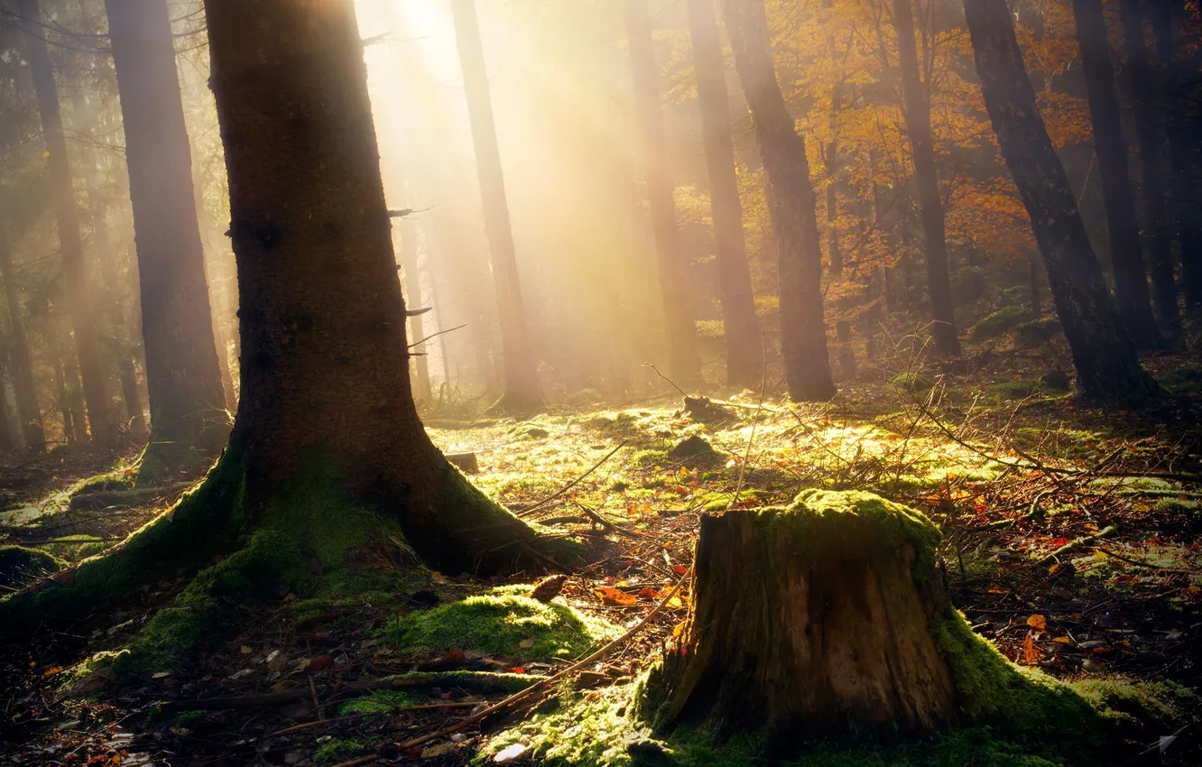 Photo wallpaper forest, light, shadow, by Robin de Blanche, Breaking Light