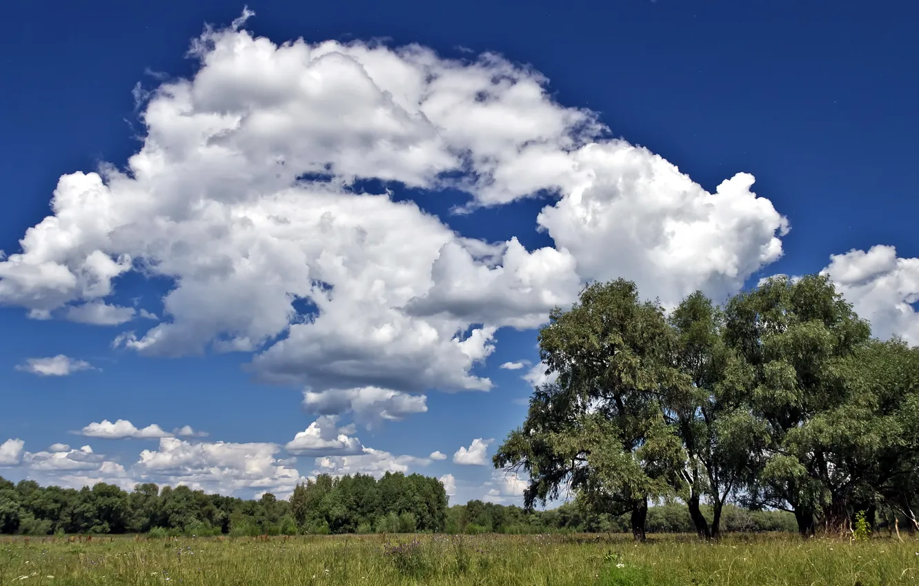 Photo wallpaper field, the sky, trees, landscape