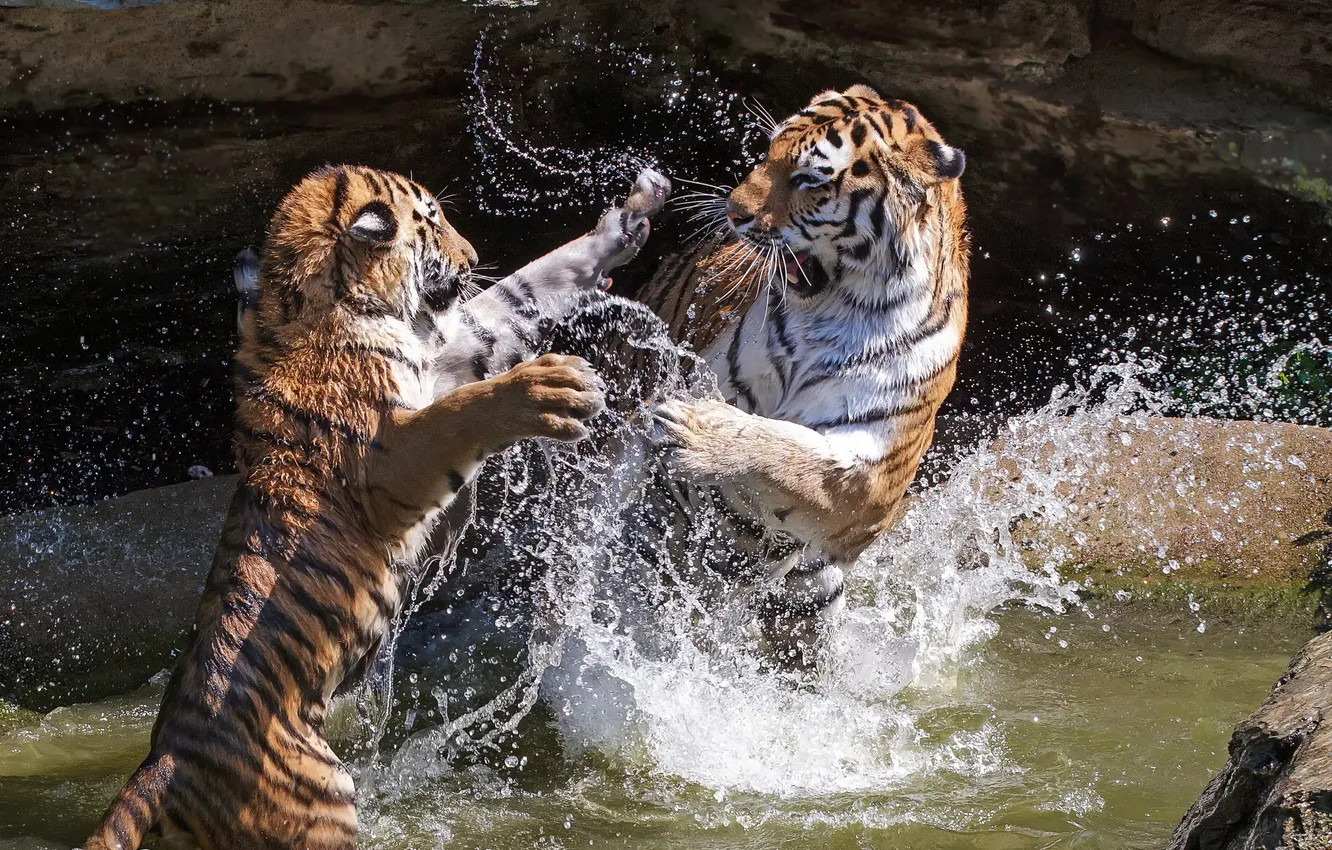 Photo wallpaper water, squirt, tiger, zoo