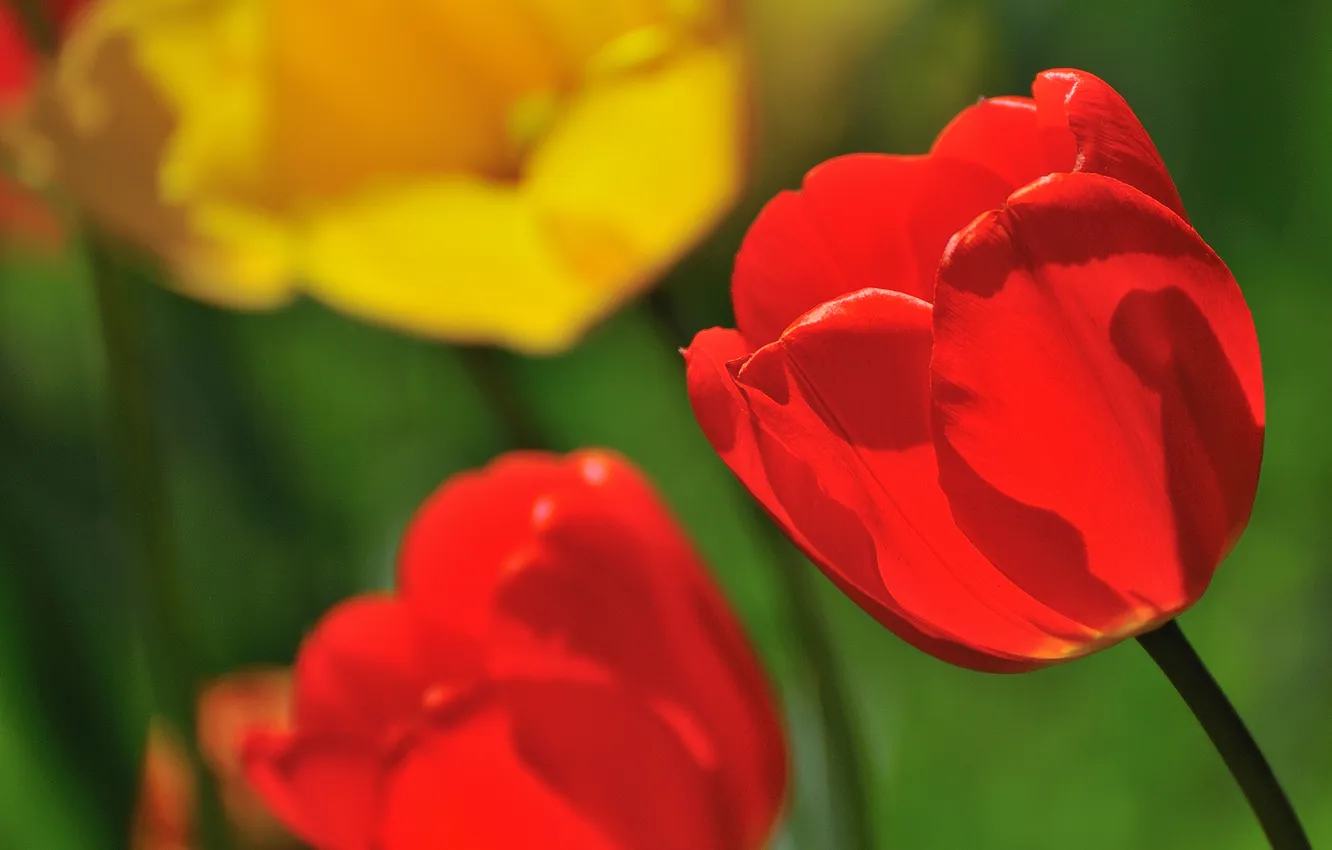 Photo wallpaper nature, petals, garden, meadow, tulips