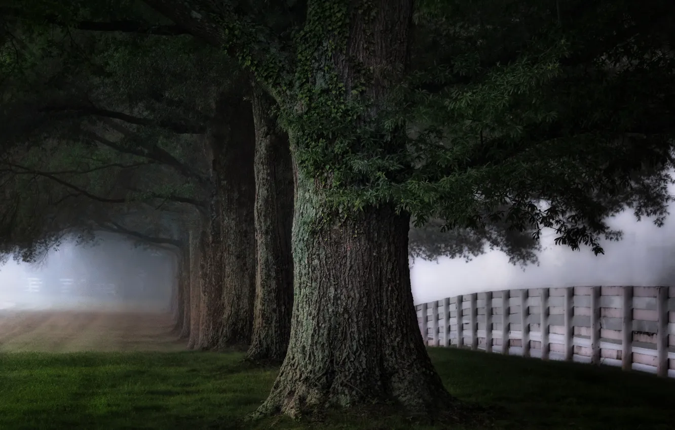 Photo wallpaper trees, fog, fence