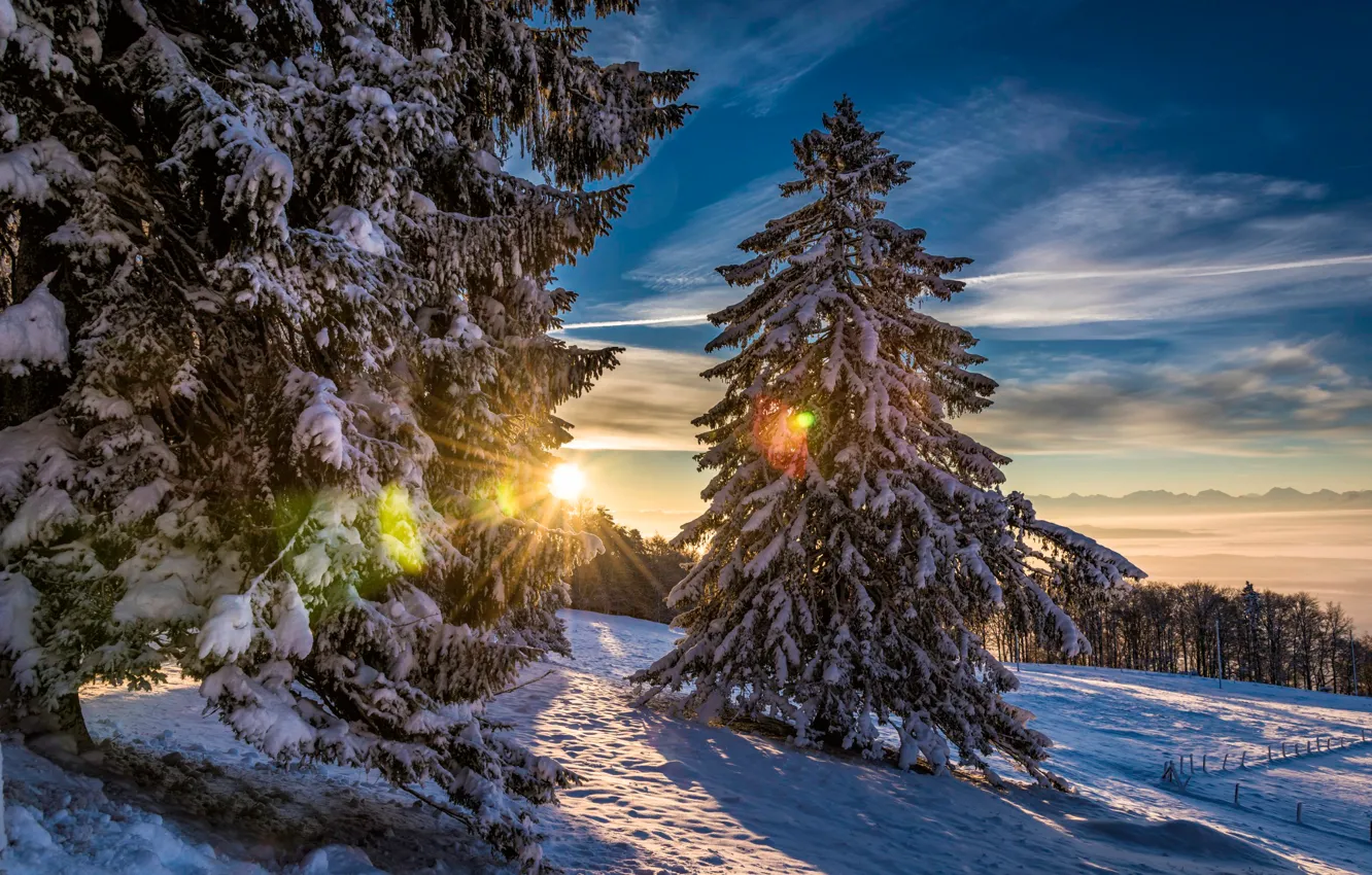 Photo wallpaper winter, forest, the sun, snow, Switzerland, Grenchenberg