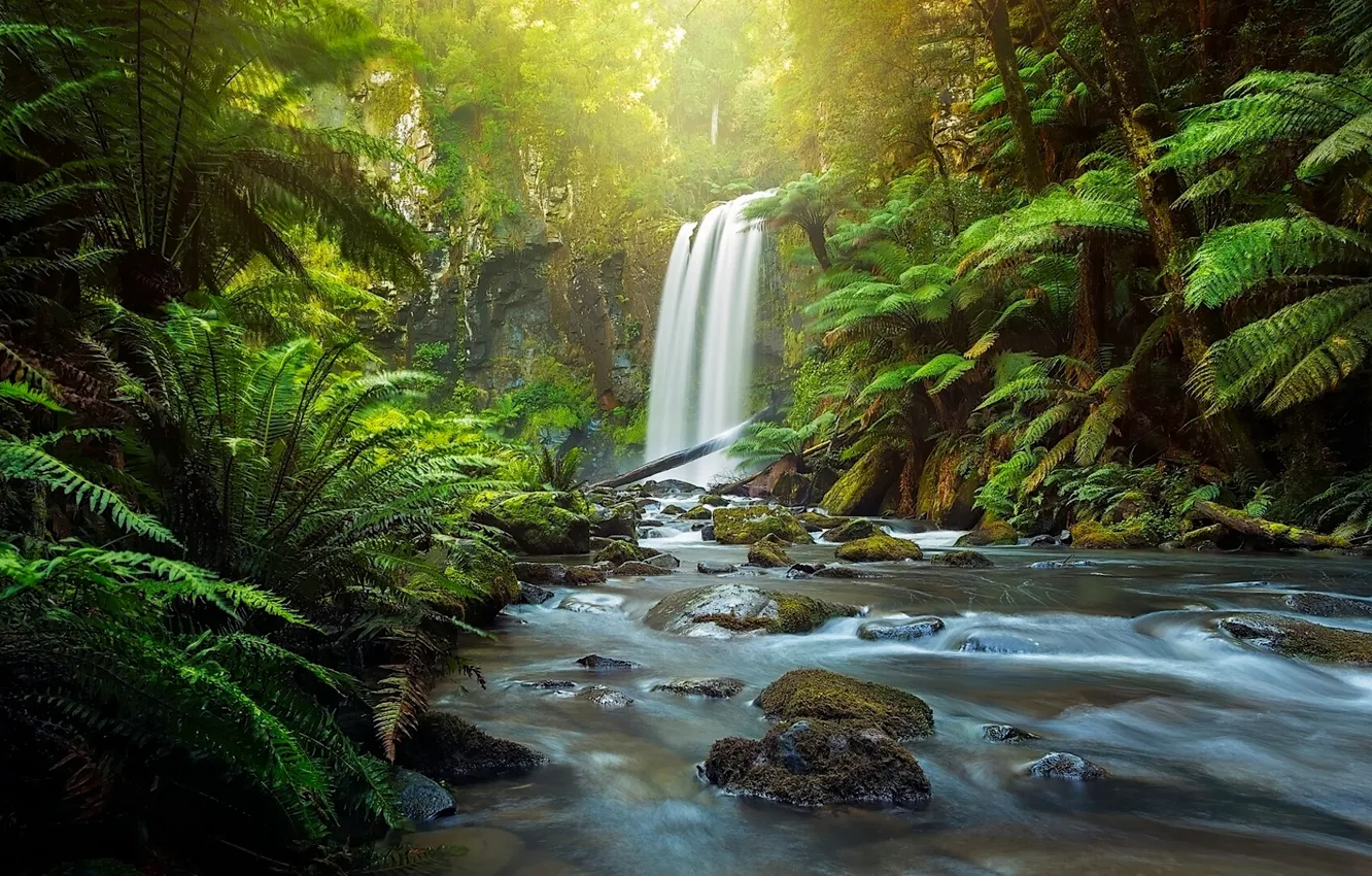 Photo wallpaper forest, river, waterfall, Australia, fern, Australia, Victoria, The Otways