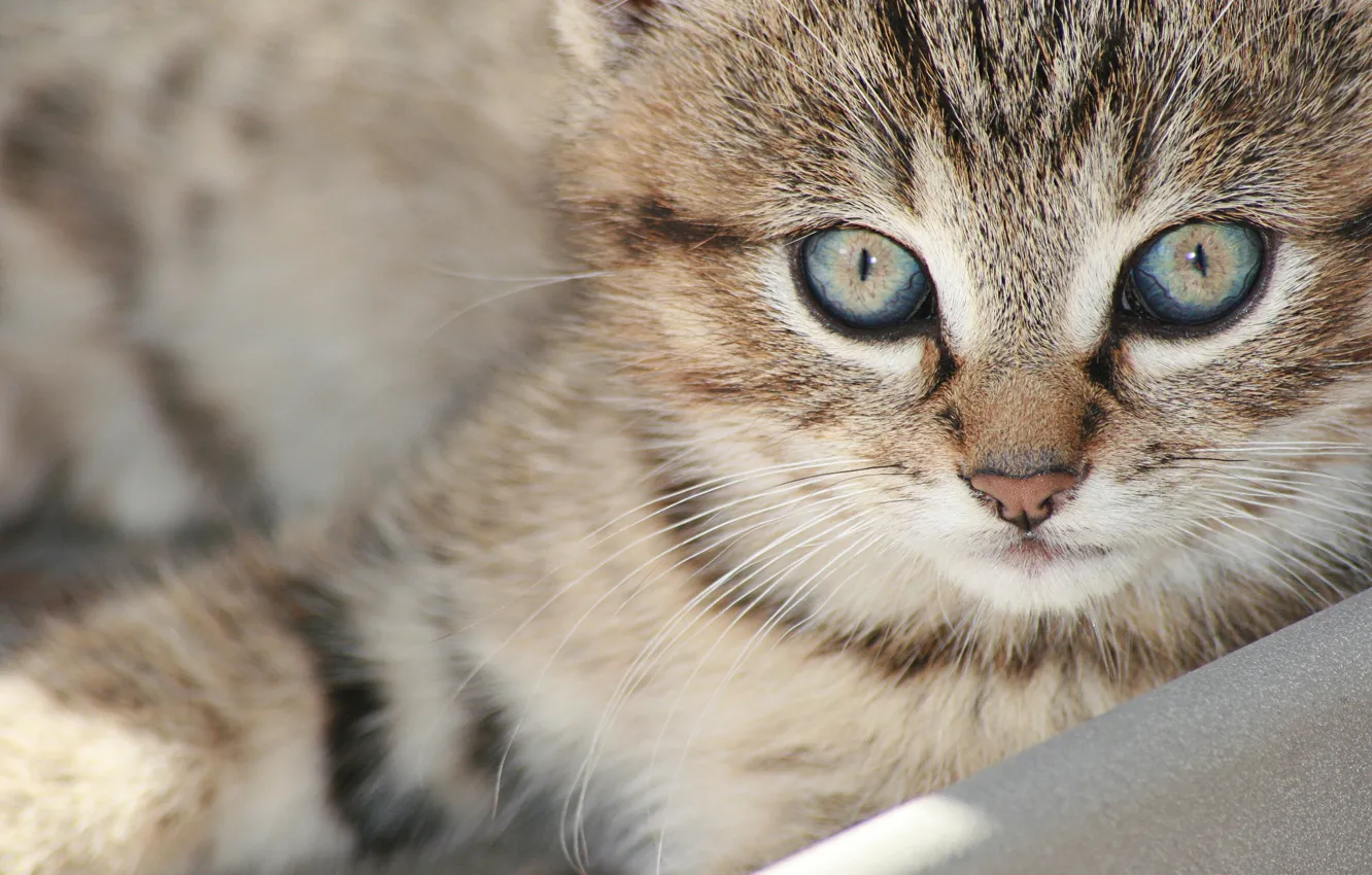 Photo wallpaper cat, look, muzzle, kitty, cat