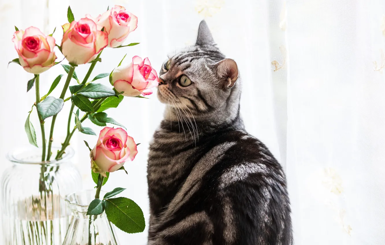 Photo wallpaper cat, cat, look, flowers, grey, roses, bouquet, window