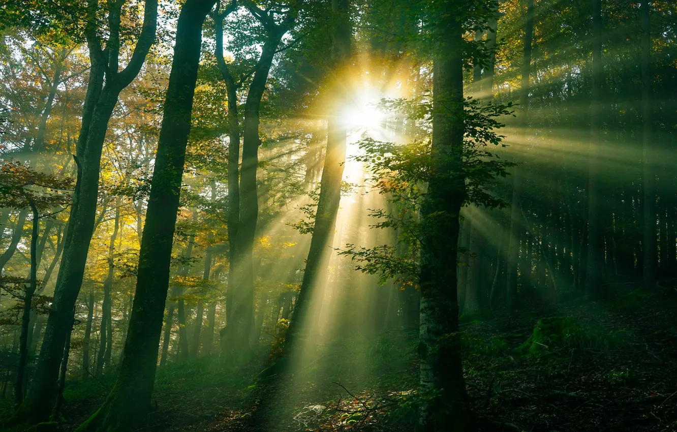 Photo wallpaper forest, the sun, rays, light