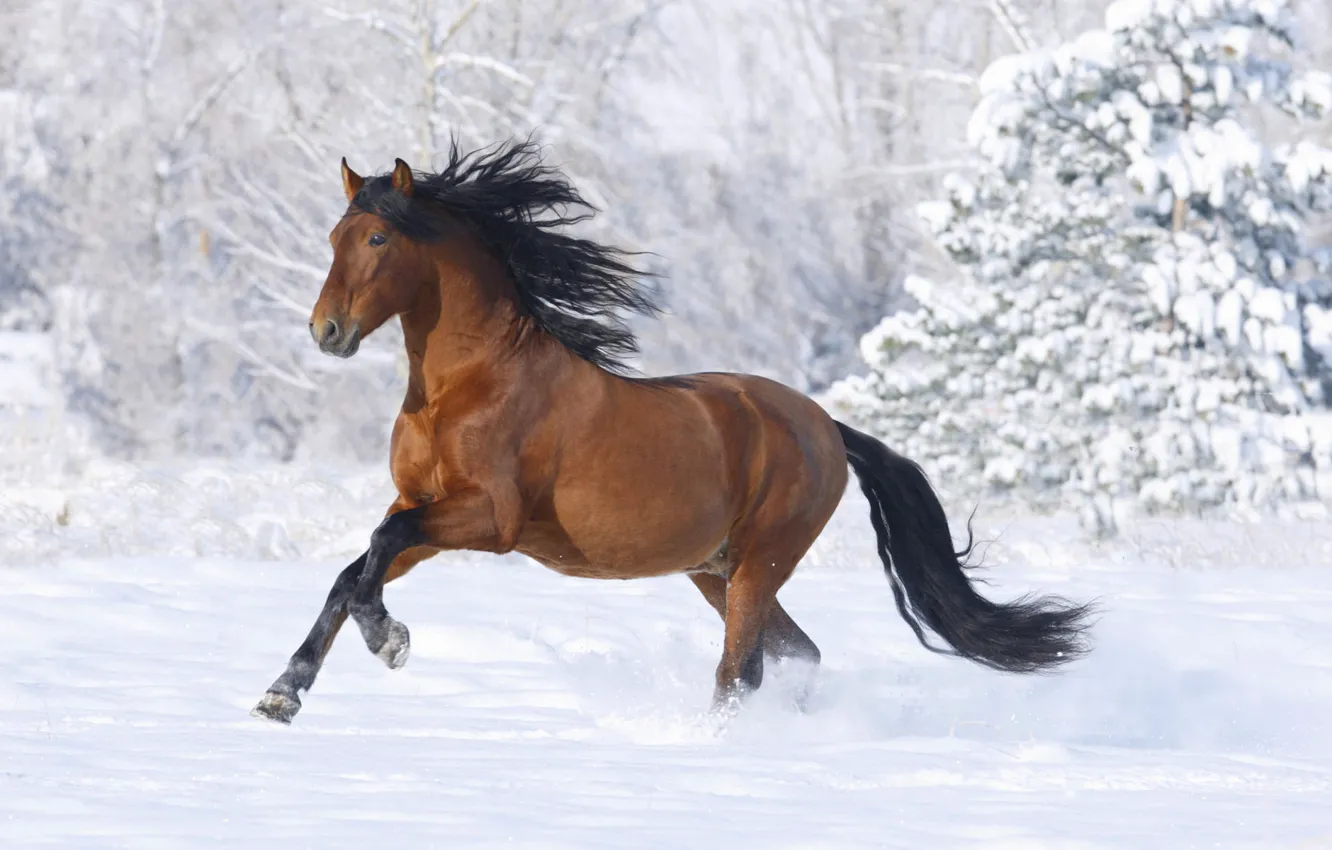 Photo wallpaper winter, snow, Horse