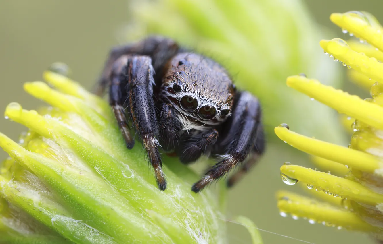 Photo wallpaper macro, spider, jumper