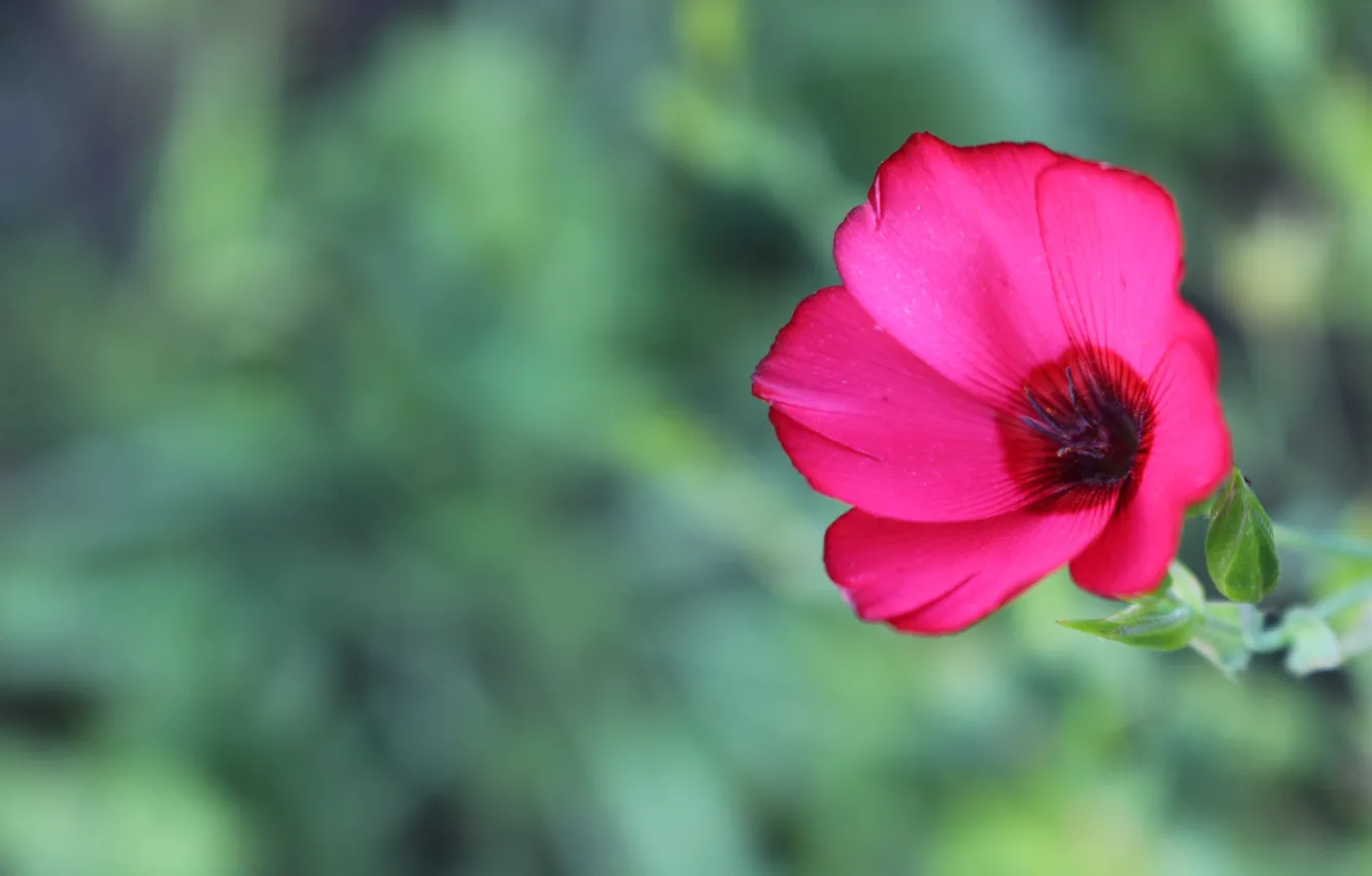 Photo wallpaper macro, flowers, pink