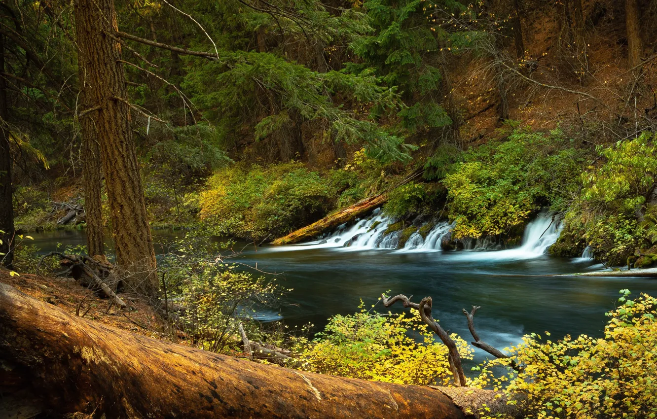 Photo wallpaper forest, river, waterfall, Oregon, cascade, Oregon, The Metolius River, Metolius River