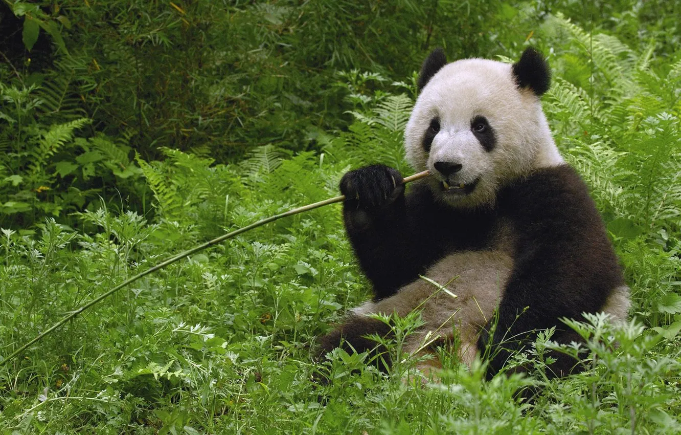 Photo wallpaper greens, Panda, wand, sitting, eating