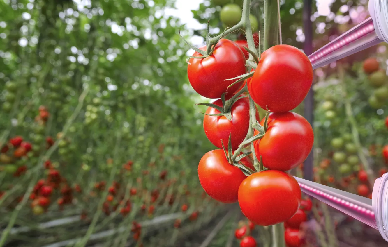 Photo wallpaper summer, garden, support, vegetables, tomatoes, a lot, the garden