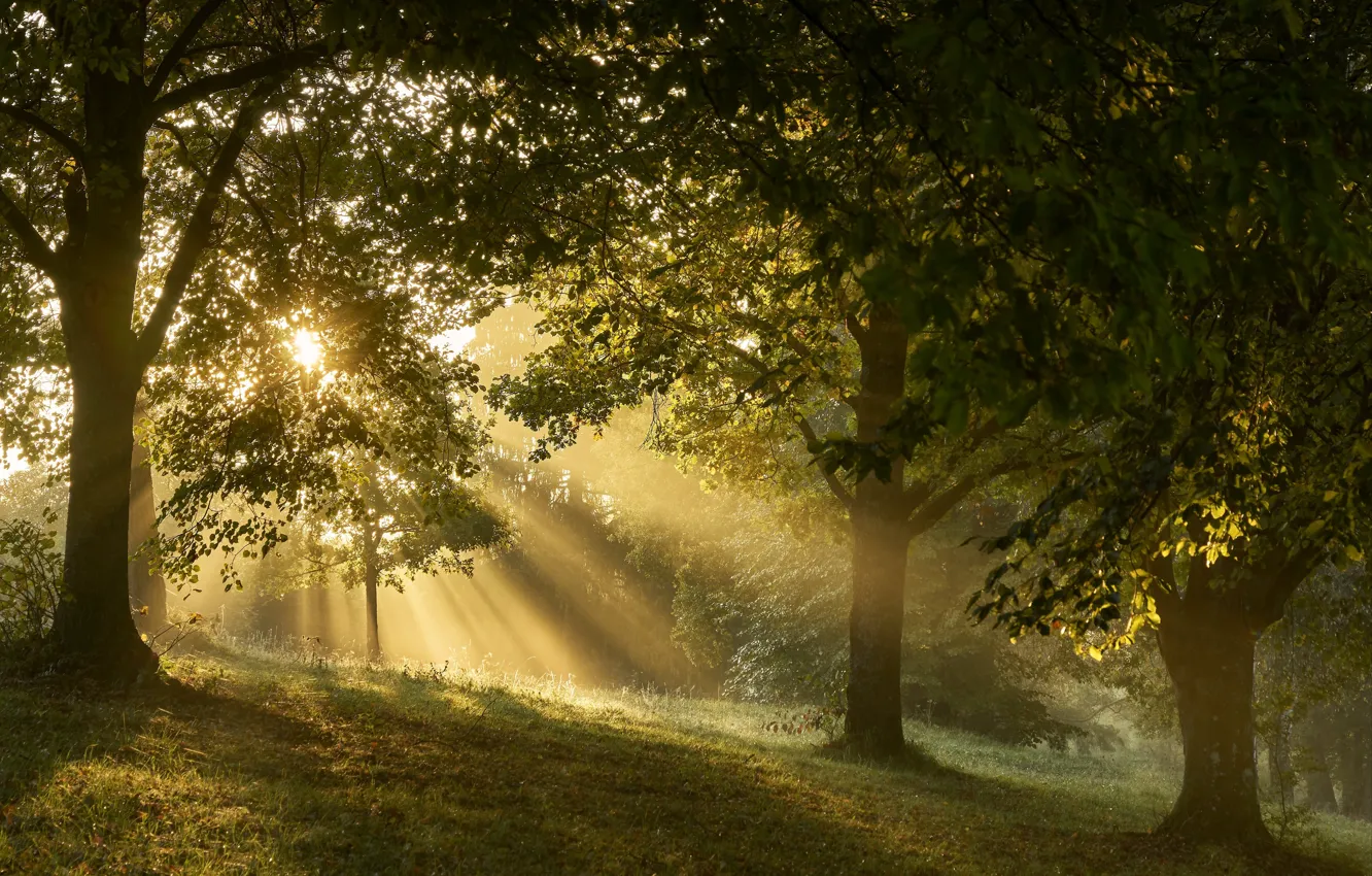 Photo wallpaper forest, summer, nature, dawn, the sun's rays