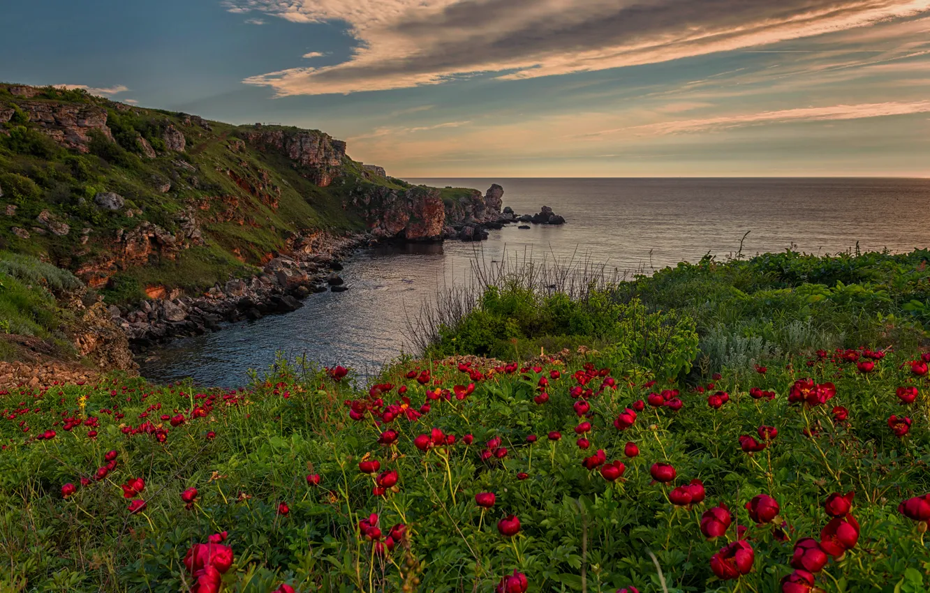 Photo wallpaper sea, the sky, clouds, landscape, sunset, flowers, nature