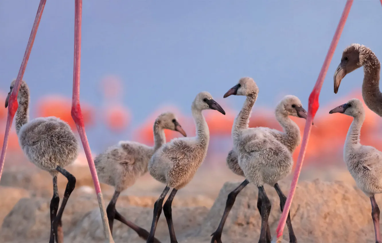 Photo wallpaper Mexico, Yucatan, Chicks, red Flamingo