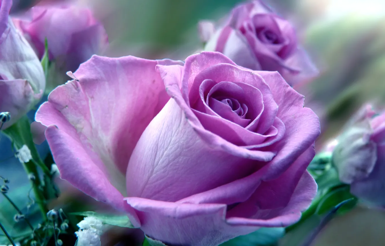 Photo wallpaper lilac, rose, petals