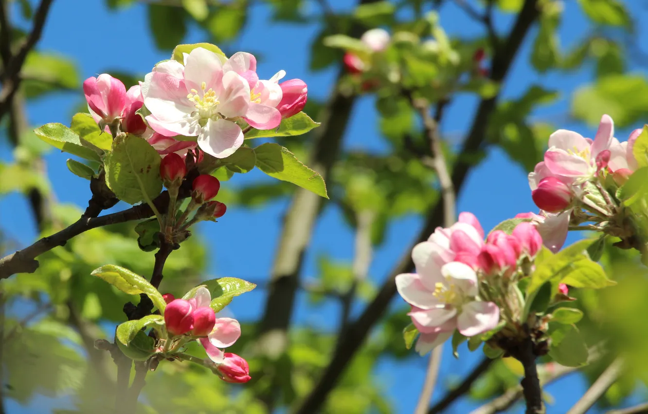 Photo wallpaper spring, twig, blooming