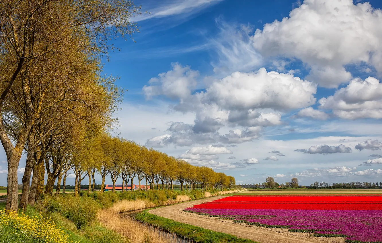Photo wallpaper trees, flowers, spring, tulips, Netherlands, plantation