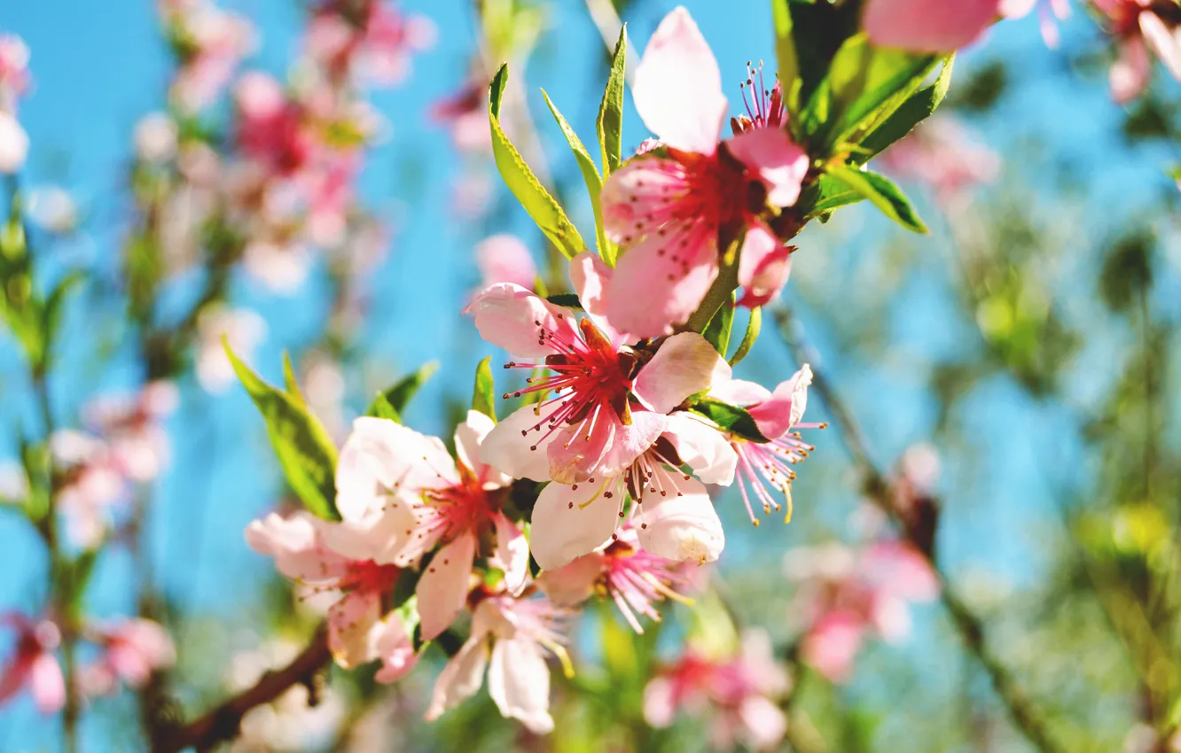 Photo wallpaper flowers, nature, pink, spring, branch, flowering, peach tree