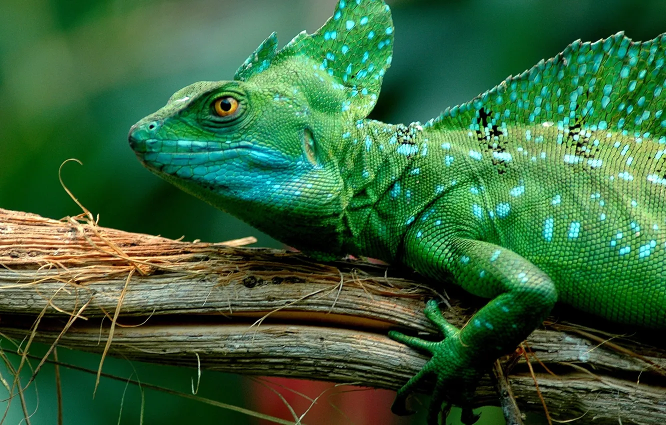 Photo wallpaper legs, eyes, scales, basilisk lizard
